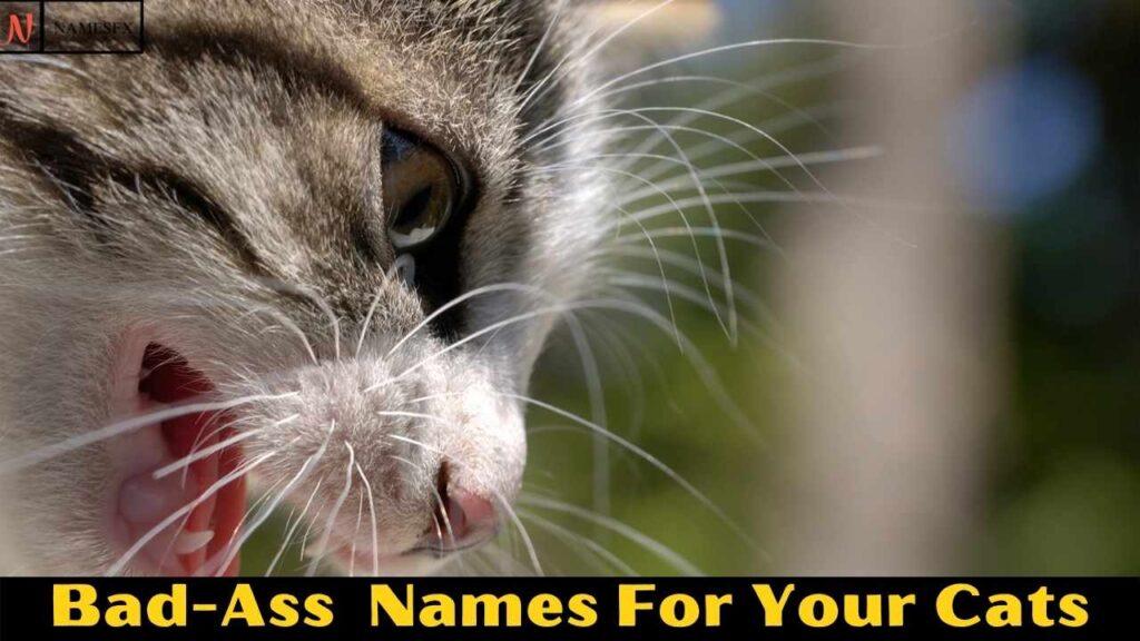 Bad-Ass Cat Names,