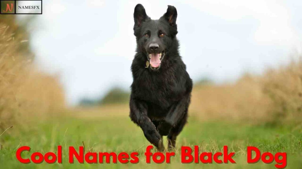 Cool Black Dog Names,