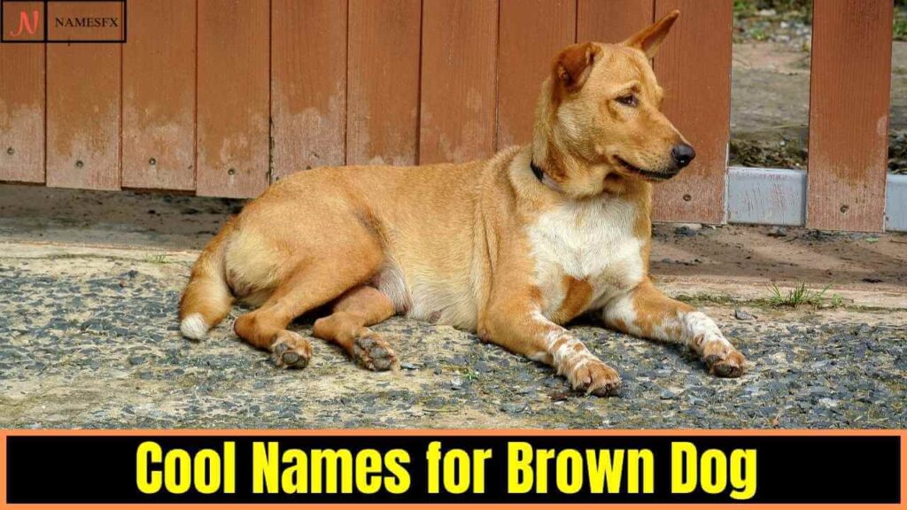 Cool Dog Names for Brown Dog,