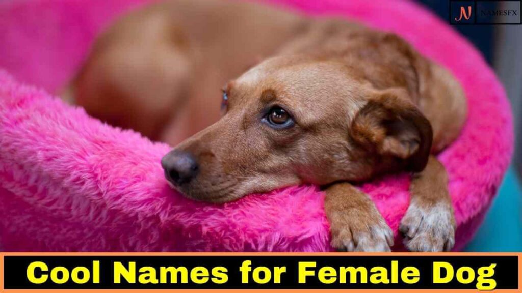 Cool Female Dog Names, Cool Names for Female Dog,