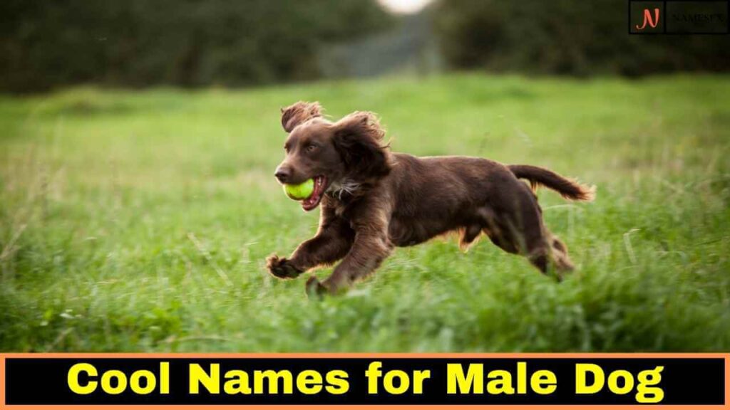 Cool Dog Names,