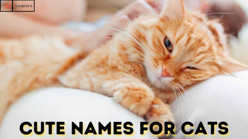 Cute Cat Names,