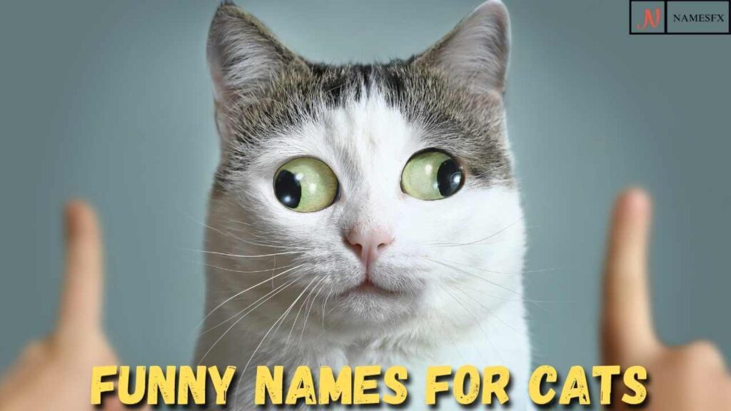Funny Cat Names,