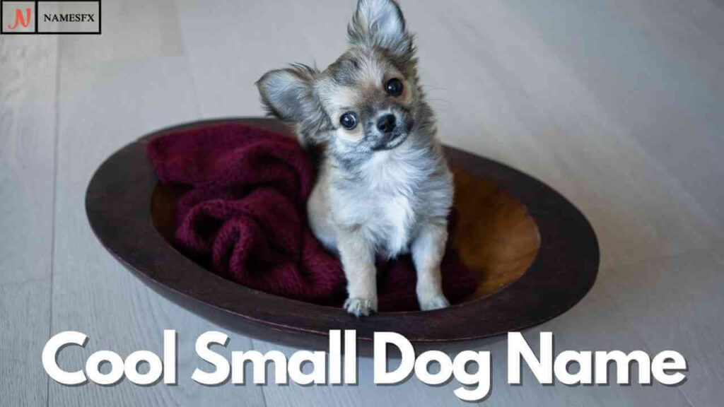 Cool Small Dog Names,