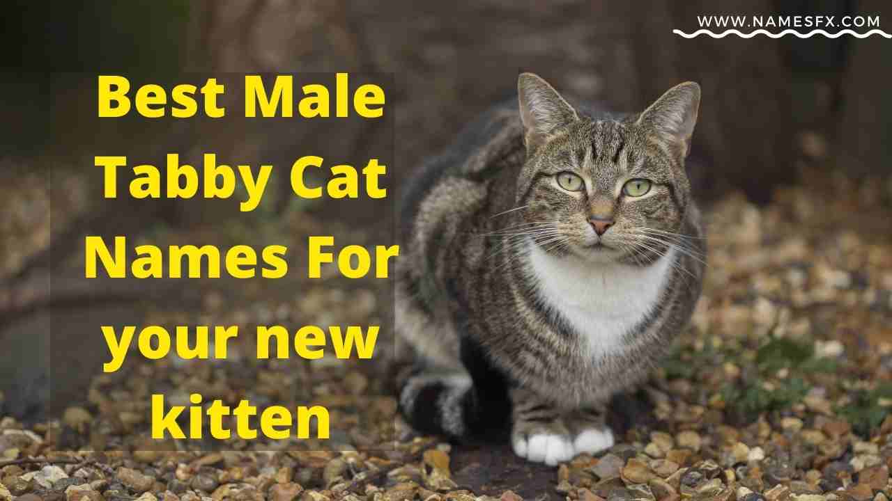 best tabby cat names