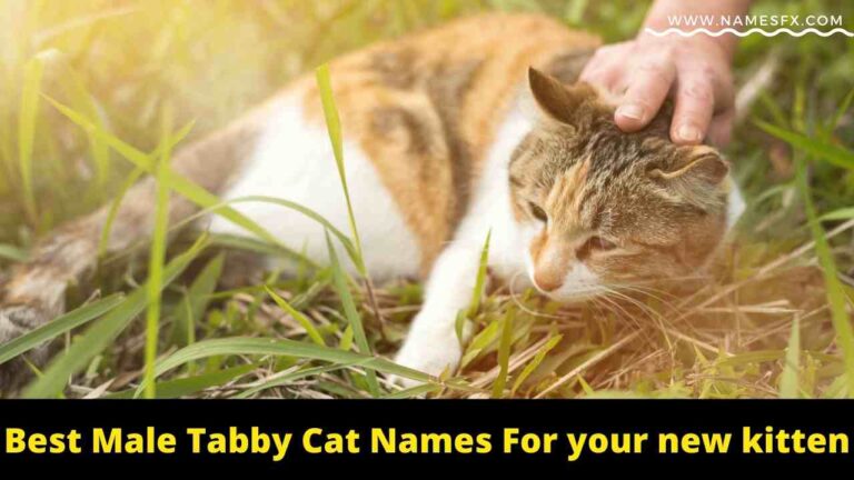 male tabby cat names