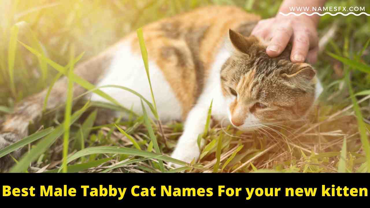 names for a male tabby cat