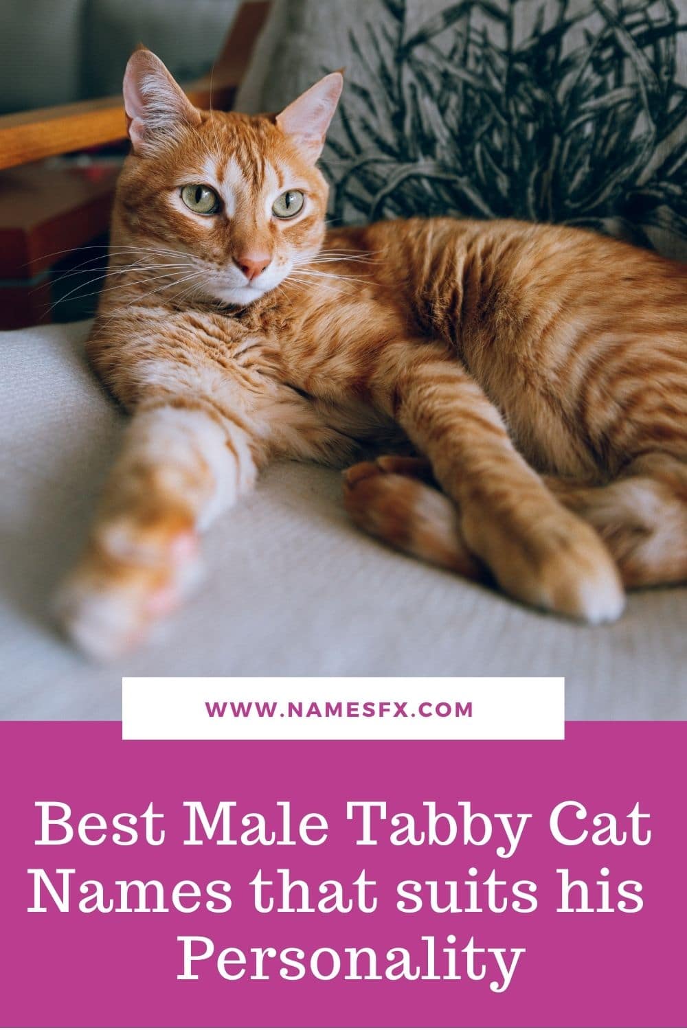 Best Male Tabby Cat Names