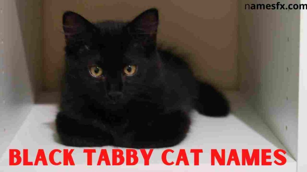 Black Tabby Cat Names