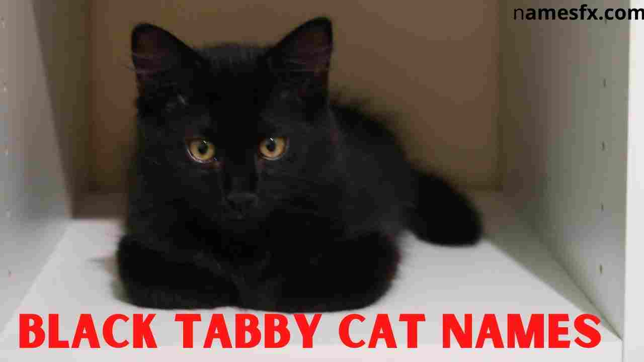 male brown tabby cat names