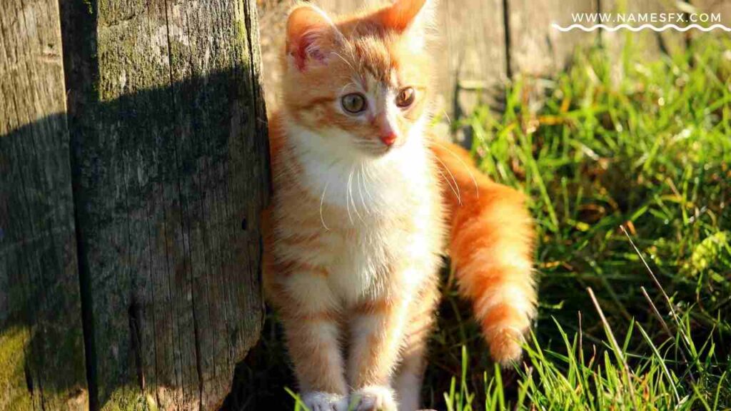 cute male tabby cat