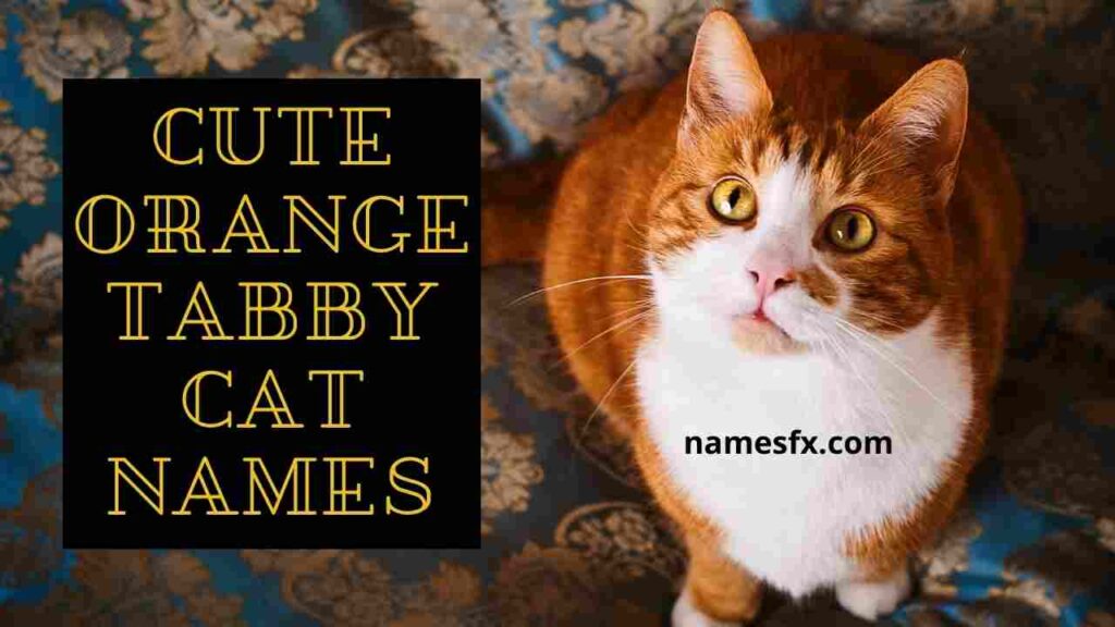Cute Orange Tabby Cat Names