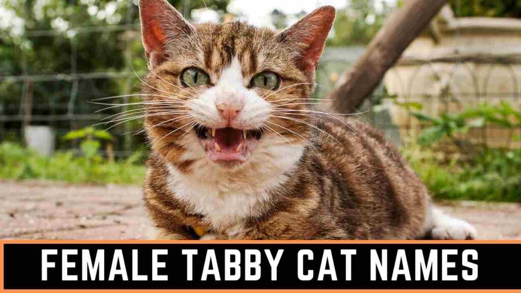 Female Tabby Cat Names 