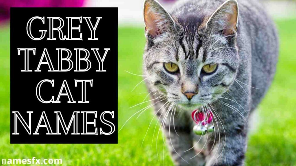 Grey Tabby Cat Names
