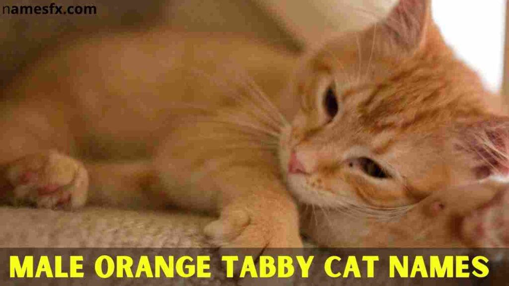 Male Orange Tabby Cat Names