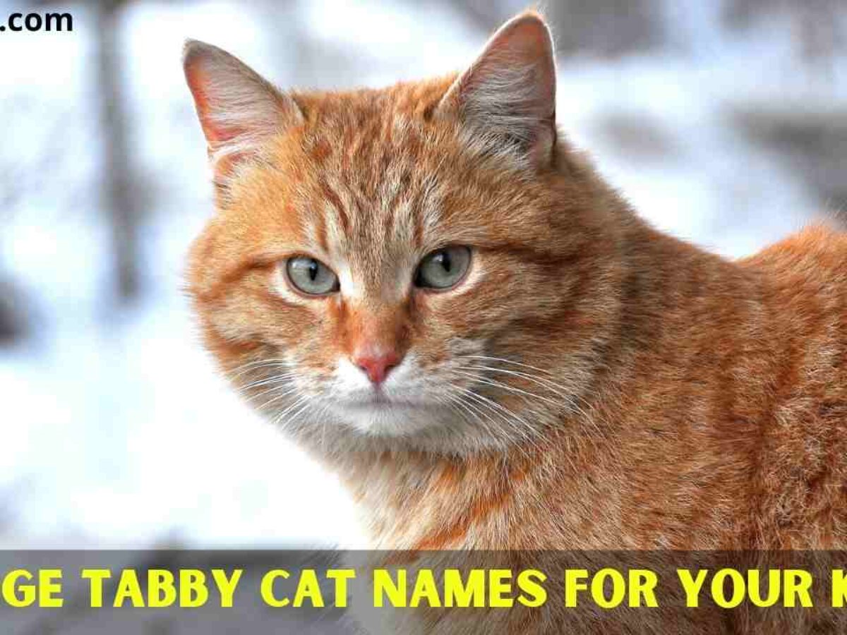 Orange tabby cat names