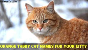 cute orange tabby cat names