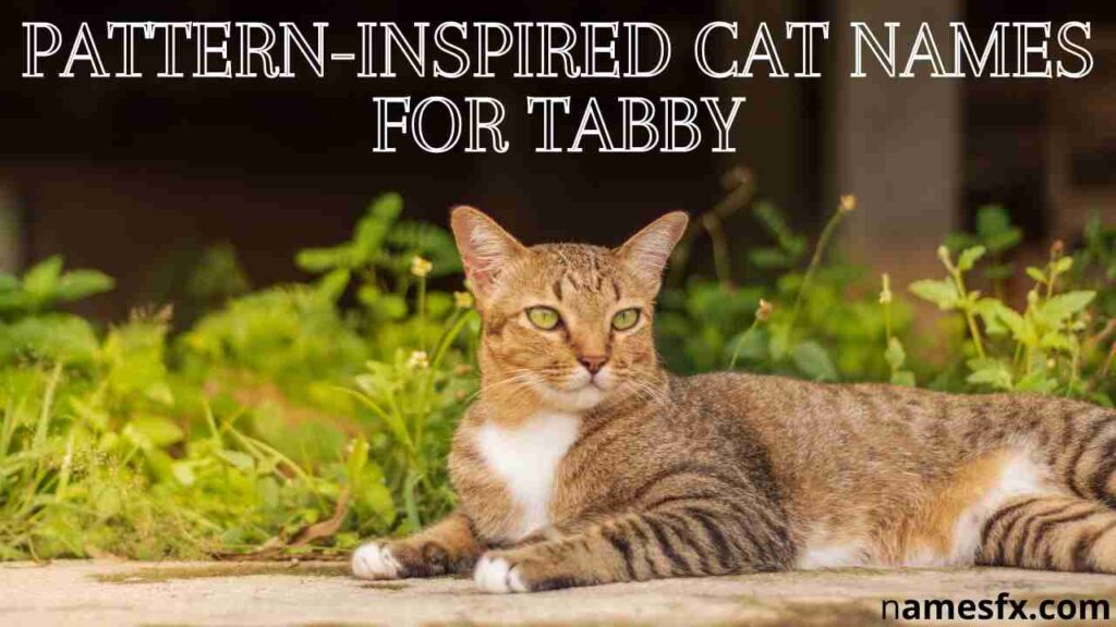 Pattern-Inspired Cat Names for Tabby