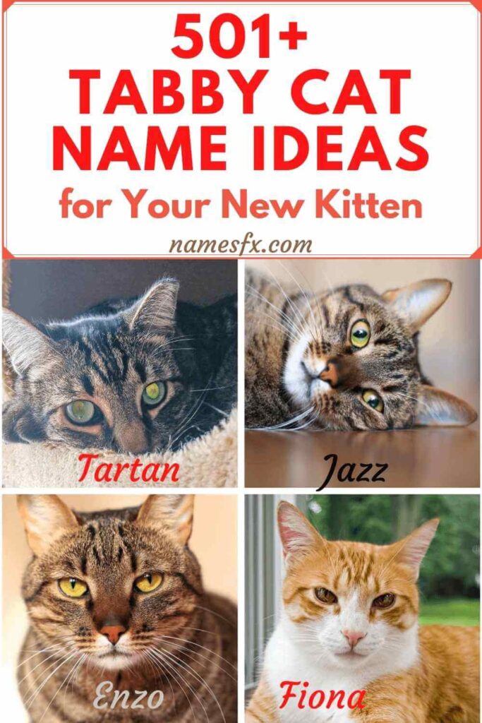 tabby cat names