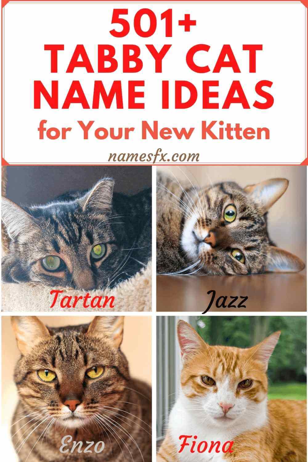 girl tabby cat names begin with n