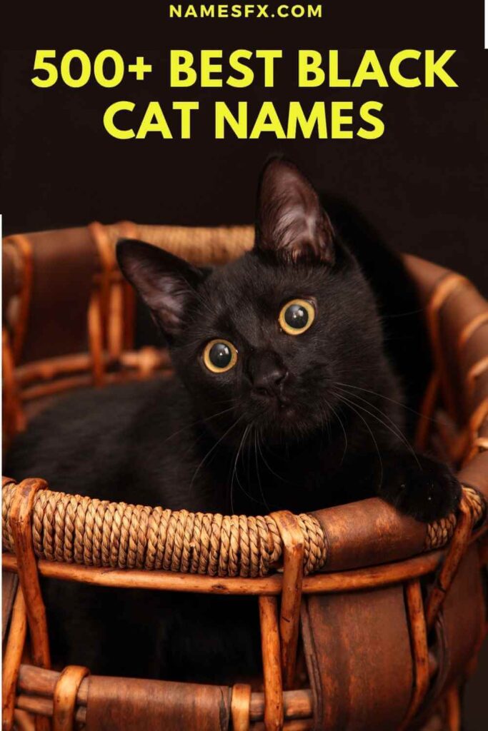 500+ BEST BLACK CAT NAMES