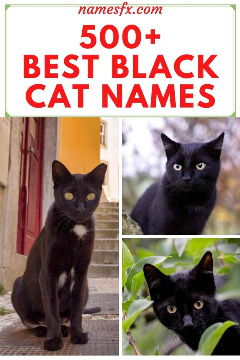 500-best-black-cat-names-that-are-the-best-for-your-new-cat-namesfx