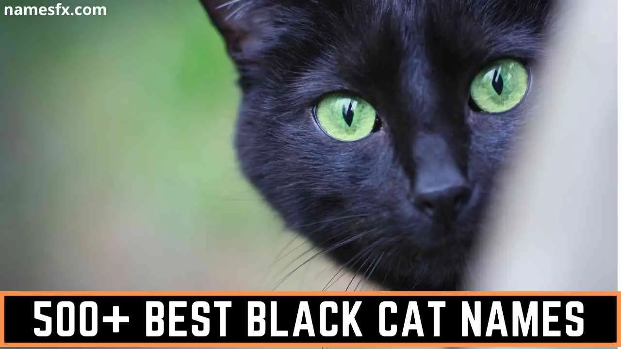 BEST BLACK CAT NAMES