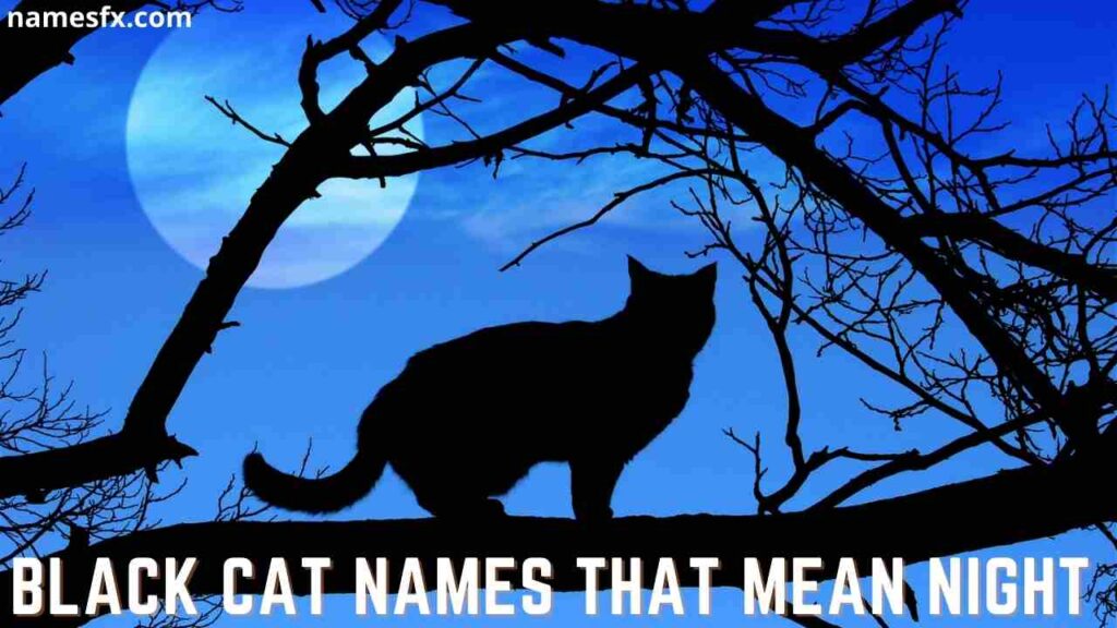 Black Cat Names that Mean Night