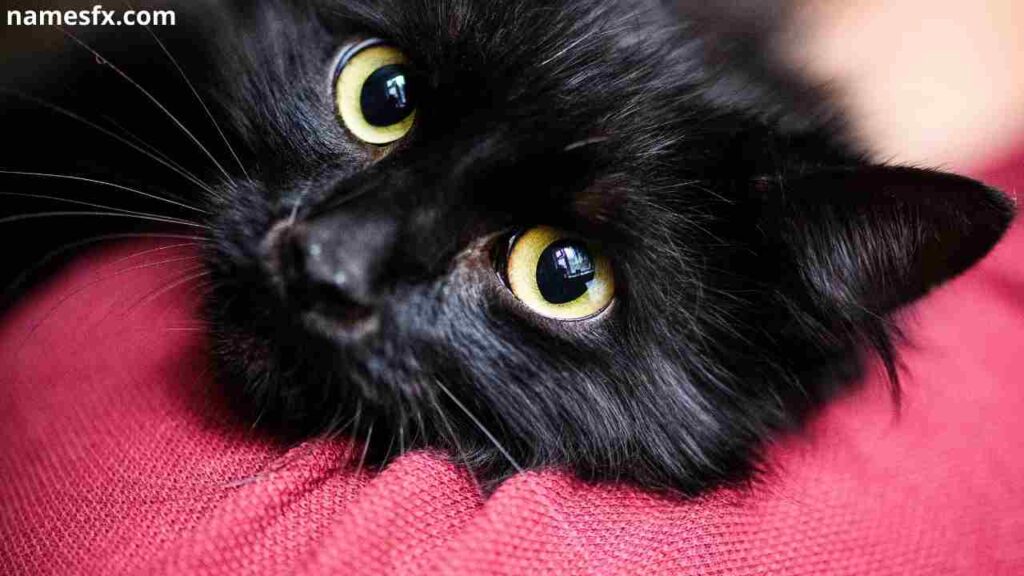 Cute Black Cat Names