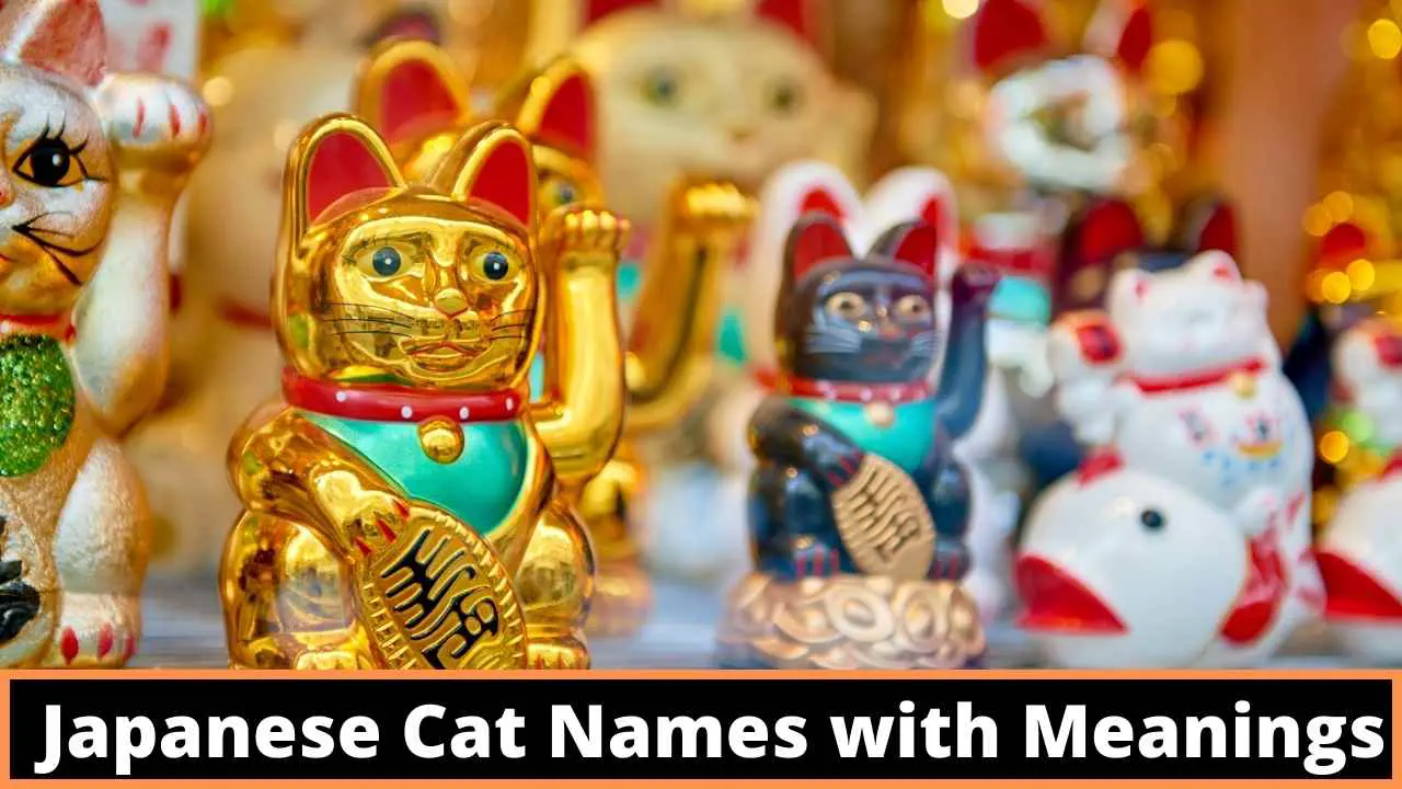Japanese Cat Names with Meanings