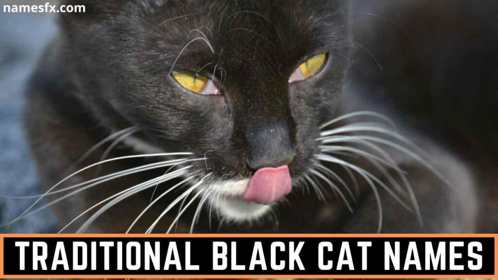 Traditional Black Cat Names