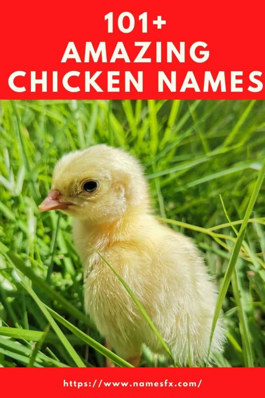 101+ Amazing Chicken Names