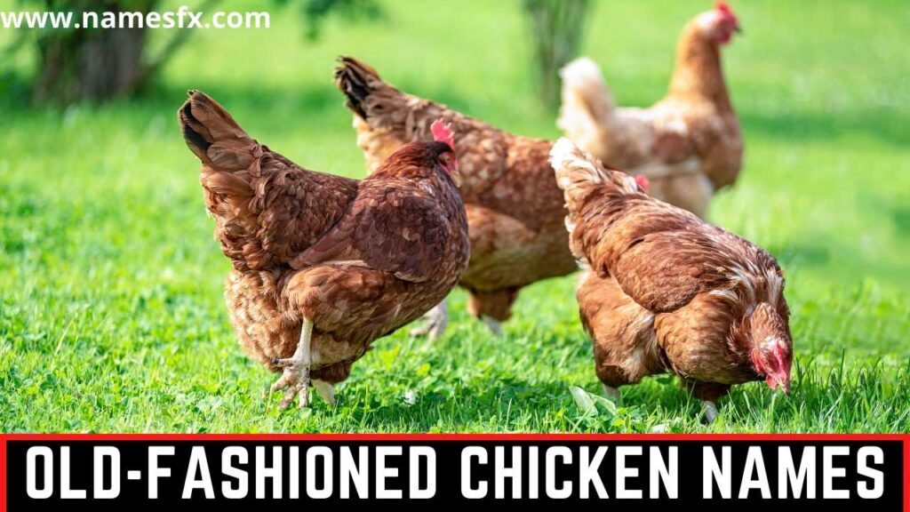 Old-fashioned Chicken names