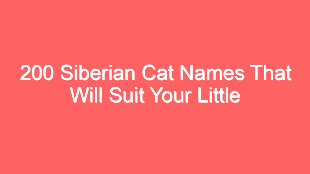 200 siberian cat names that will suit your little fluffy 900