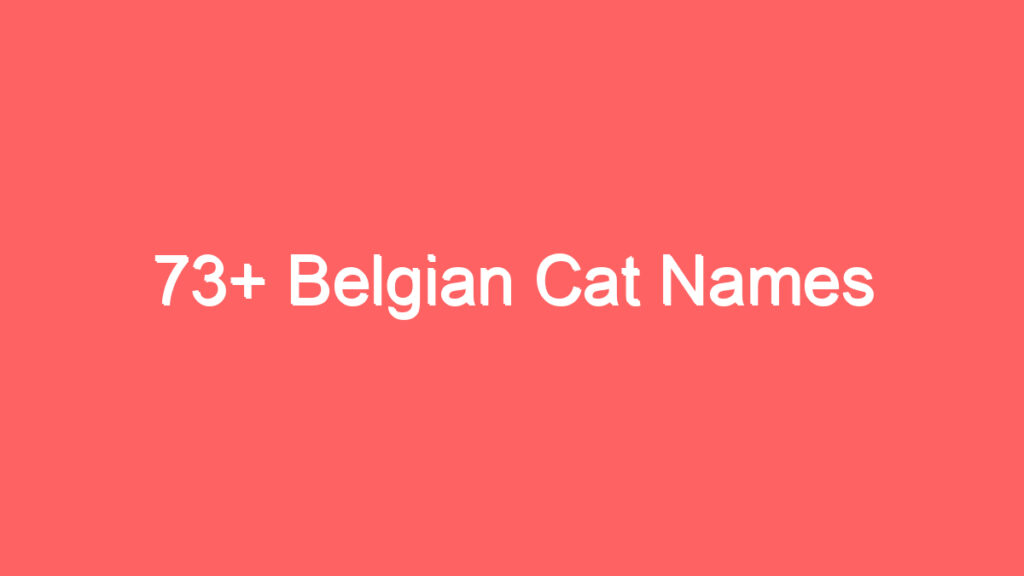 73 belgian cat names 2056