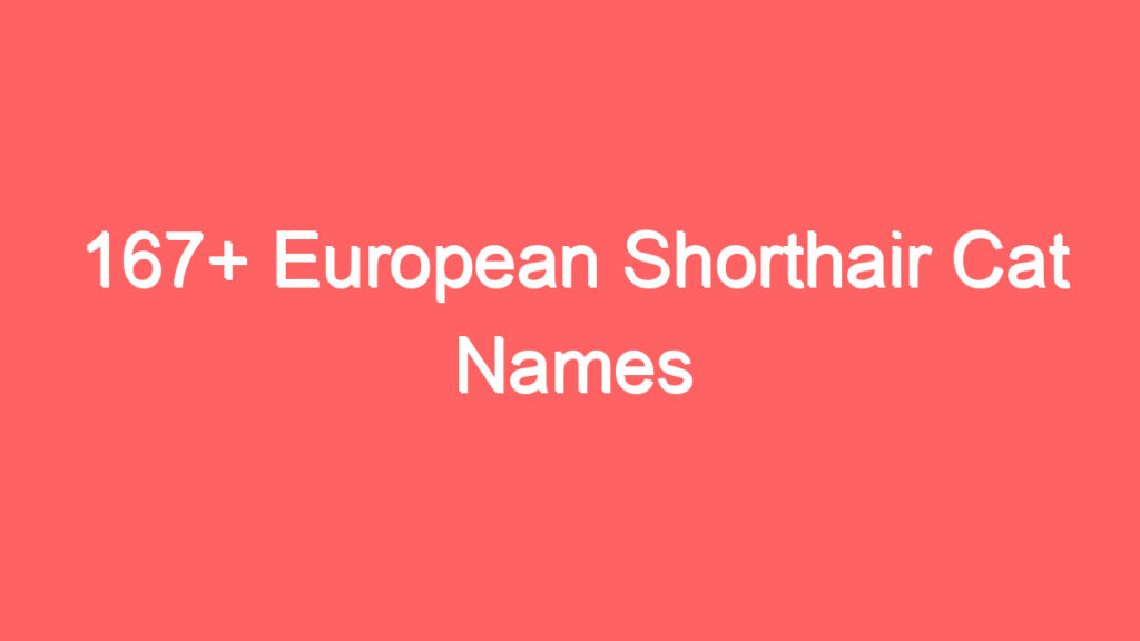 167 european shorthair cat names 3708