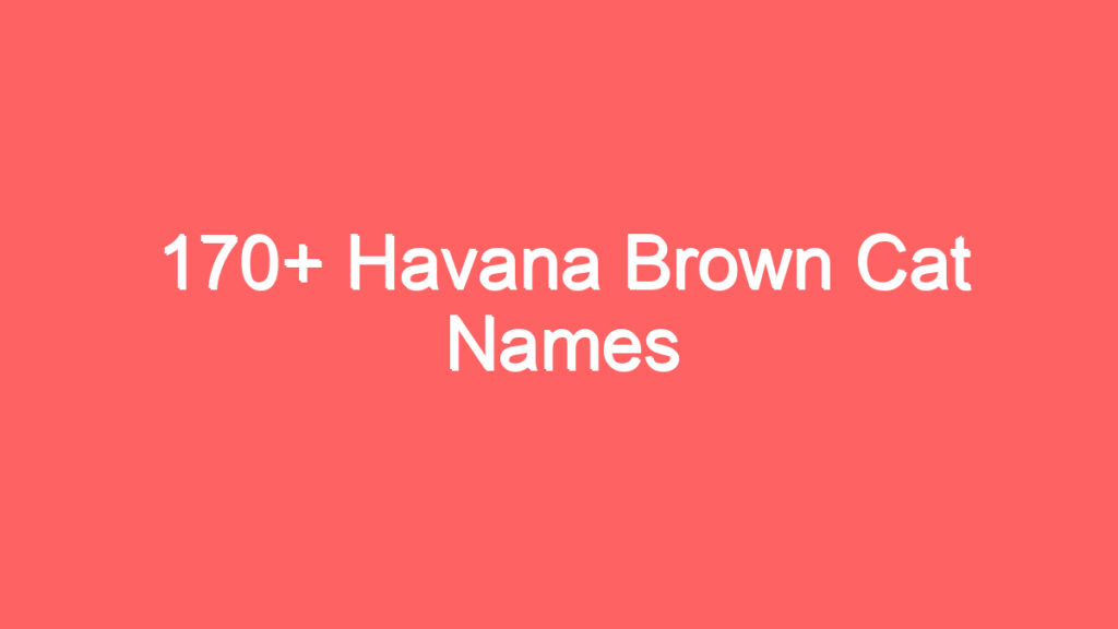 170 havana brown cat names 3712