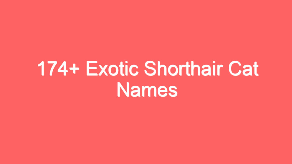 174 exotic shorthair cat names 3709