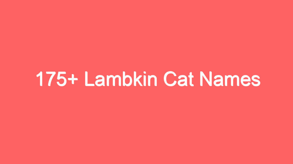 175 lambkin cat names 3724