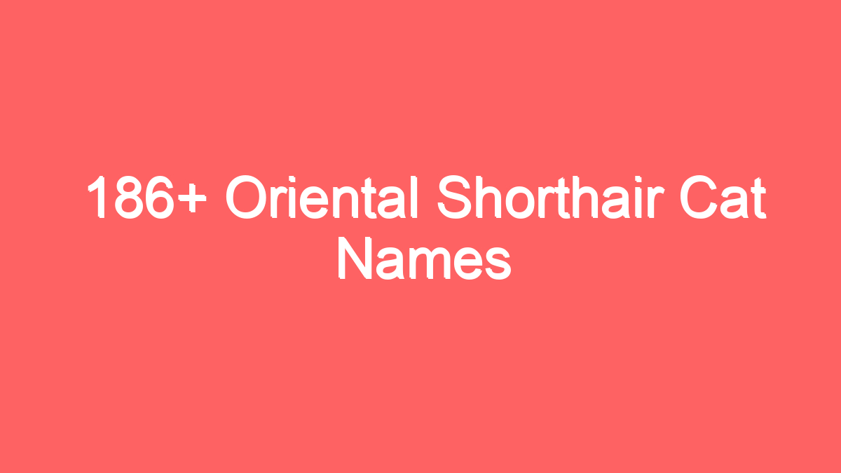 186 oriental shorthair cat names 3741