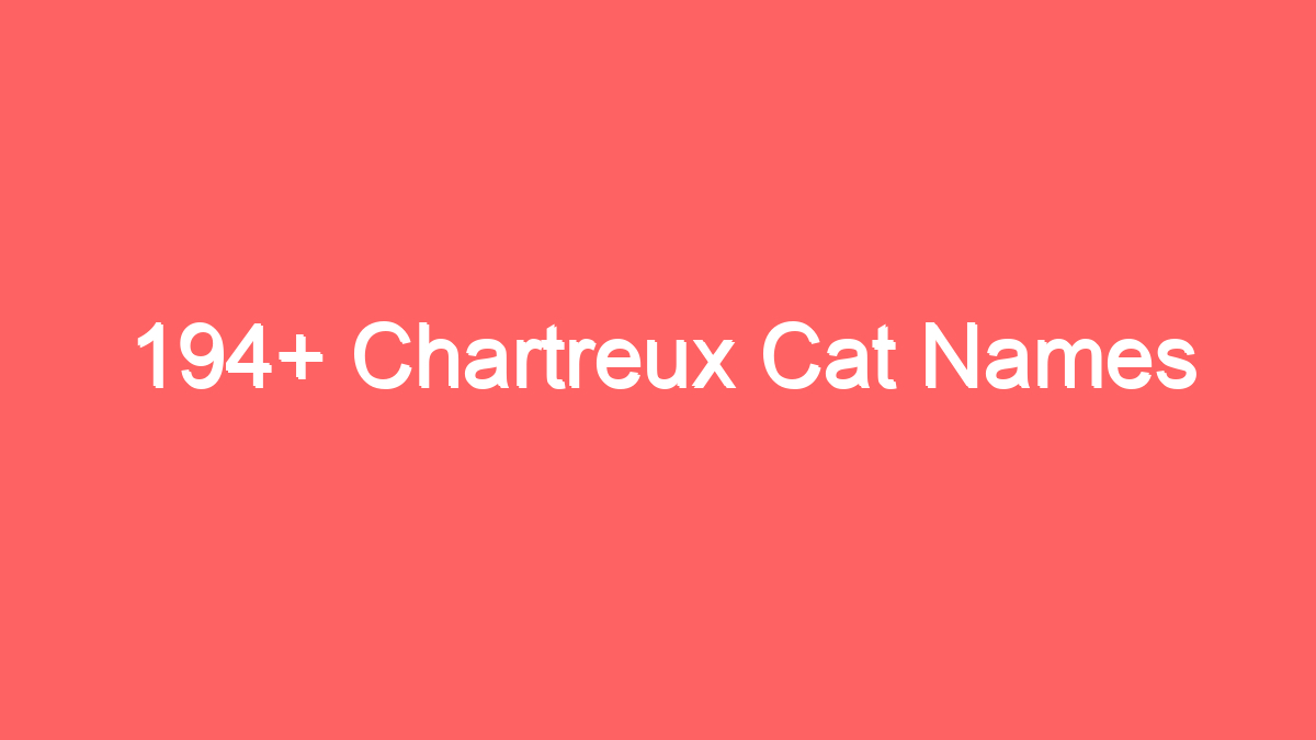 194 chartreux cat names 3697