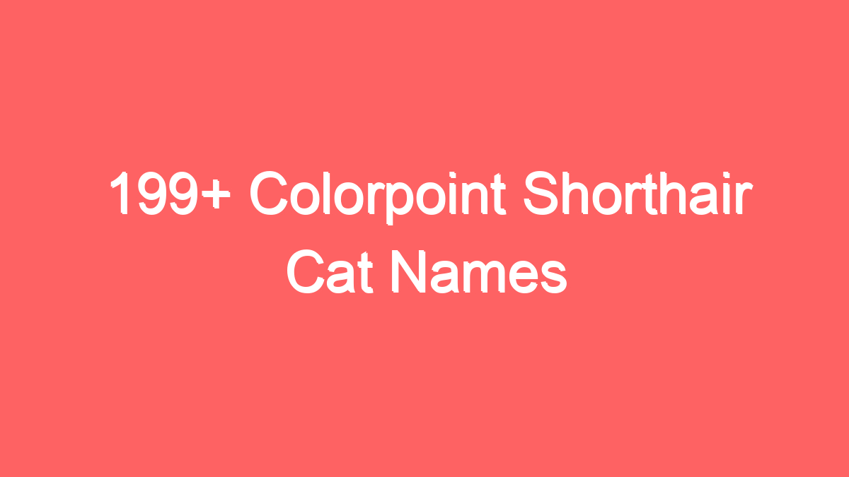 199 colorpoint shorthair cat names 3699