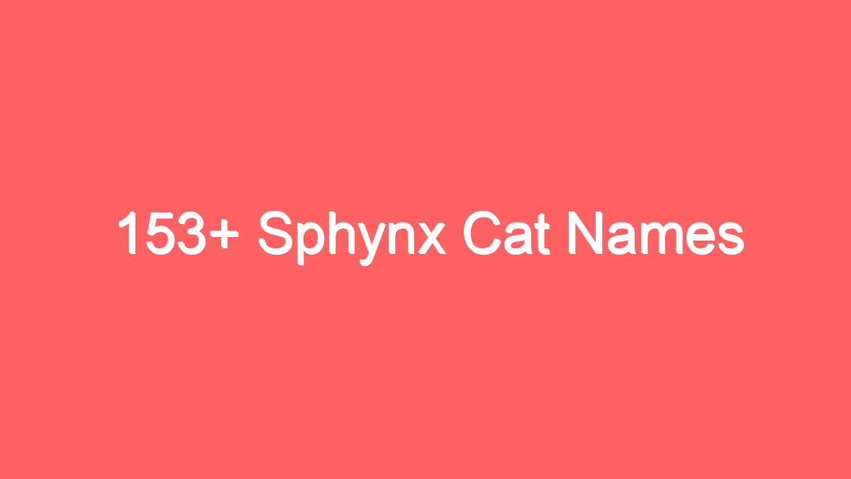 153 sphynx cat names 3932