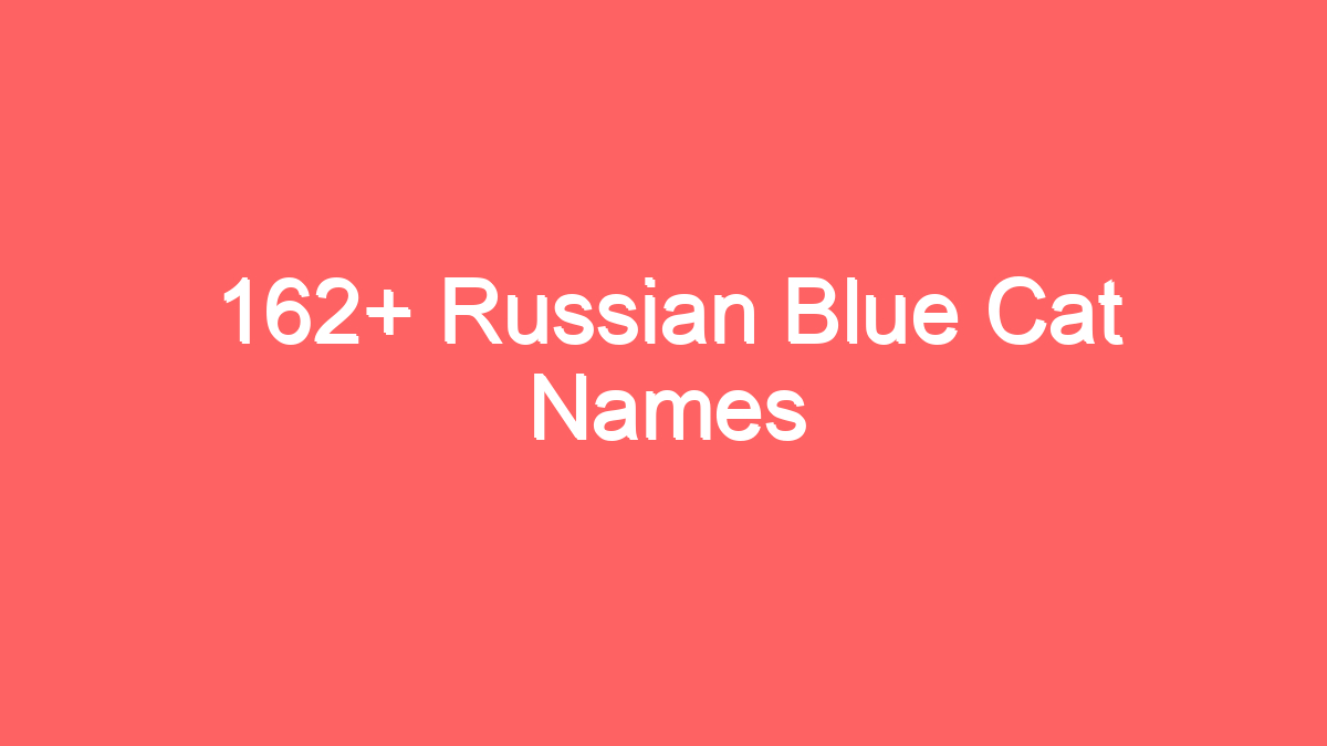 162 russian blue cat names 3918