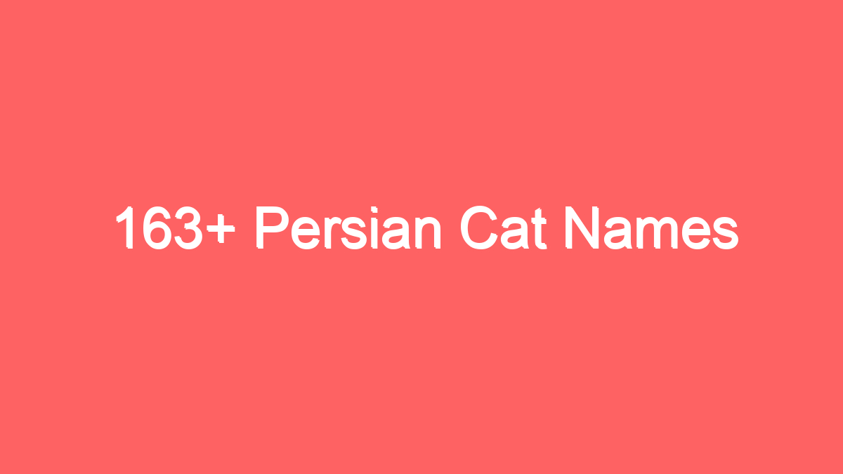 163 persian cat names 3836