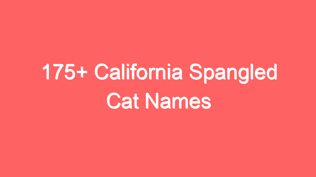 175 california spangled cat names 3695