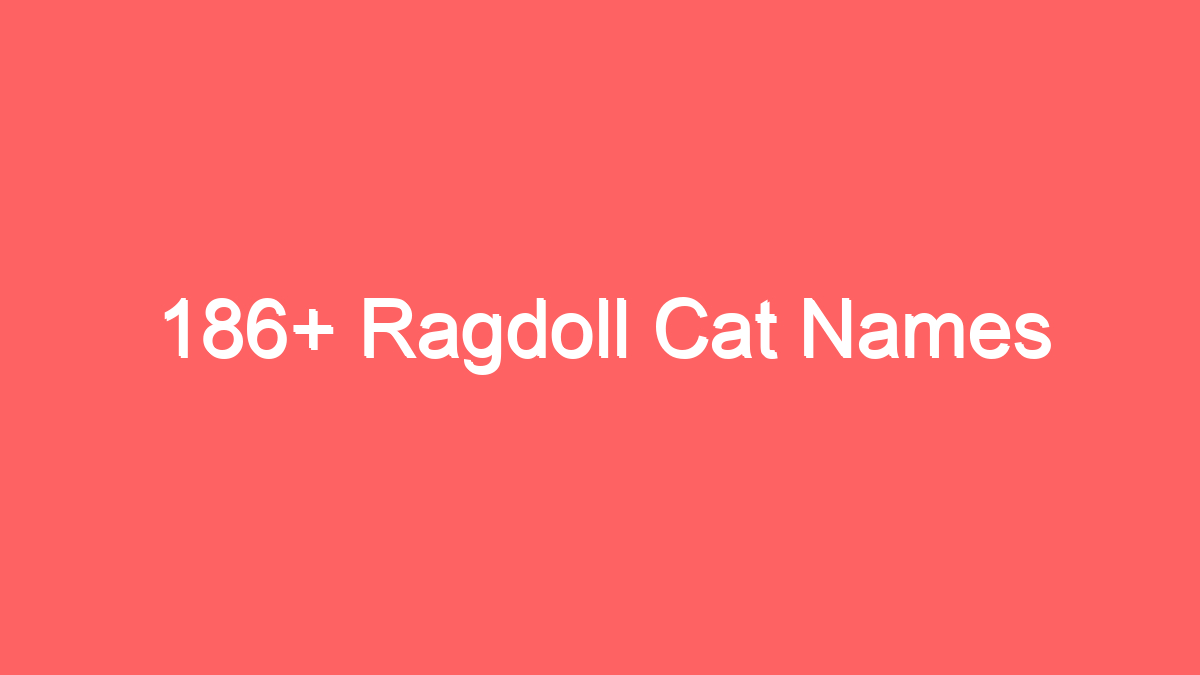 186 ragdoll cat names 3916