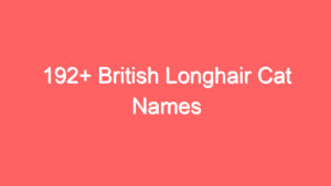 192+ British Longhair Cat Names